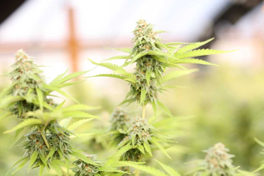 Marijuana buds remedy